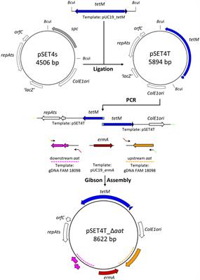 The aminotransferase Aat initiates 3-phenyllactic acid biosynthesis in Pediococcus acidilactici